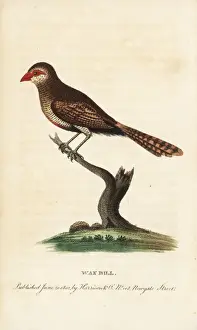 Naturalistspocketmagazine Prints: Waxbill, Estrilda astrild