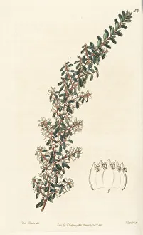 Shrub Prints: Waxy cryptandra, Cryptandra arbutiflora
