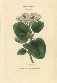 Viburnum Prints: Wayfaring tree, Viburnum lantana