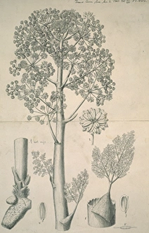 Euornithopoda Collection: Wealden Landscape