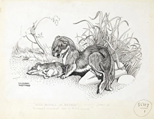 Images Dated 21st December 2011: Weasel and field mouse