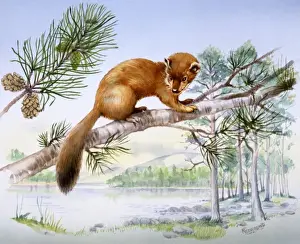 Weasel in a fir tree