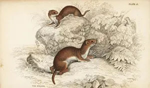 Weasel Prints: Weasel, Mustela nivalis