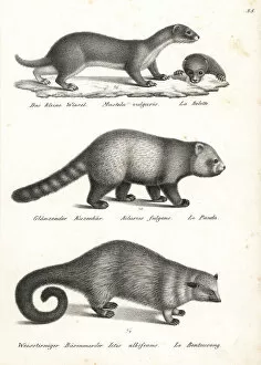 Ailurus Collection: Least weasel, red panda and bearcat