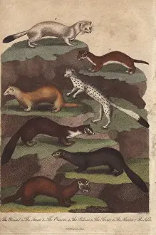 Ermine Prints: Weasel, stoat, ermine, polecat, ferret, marten and sable