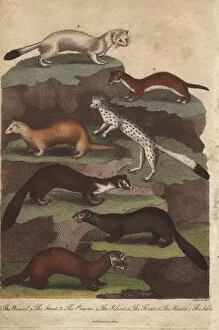 Weasel, stoat, ermine, polecat, ferret, marten and sable