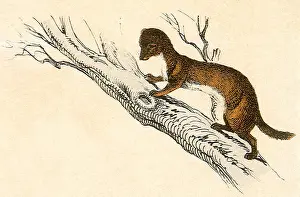 Critter Prints: Weasel in a Tree Date: 1880