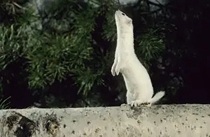 Weasel in white winter fur - adult