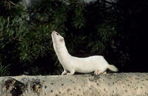 Siberia Collection: Weasel in white winter fur - adult