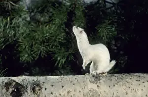 Weasel in white winter fur - adult