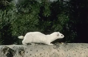 Taiga Prints: Weasel - in white winter fur, adult; common predator