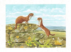 Parry Prints: Weasels