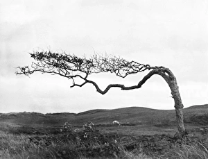 Images Dated 11th March 2011: Weatherbeaten Hawthorne