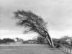 Images Dated 16th June 2011: Weatherbeaten Trees