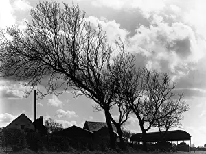 Weatherbeaten Trees