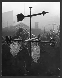 Weathervane & Web