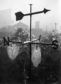 Vane Prints: Weathervane & Web
