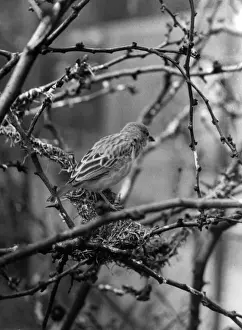 Weaver Bird