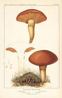 Webcap mushroom, Cortinarius turmalis