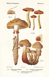 Fungus Collection: Webcap mushrooms