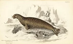 Amphibious Gallery: Weddell seal, Leptonychotes weddellii