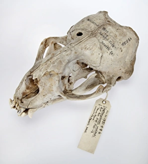Carnivora Collection: Weddell seal skull, Leptonychotes weddellii