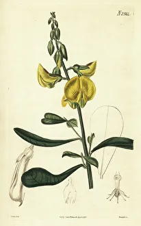 Seeds Prints: Wedge-leaf rattlepod, Crotalaria retusa