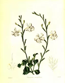 Withers Collection: Wedge-leaved chascanum, Chascanum cuneifolium