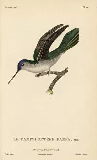 Primevere Collection: Wedge-tailed sabrewing, Campylopterus pampa. Male