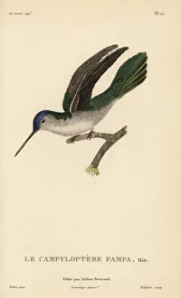 Colibris Collection: Wedge-tailed sabrewing, Campylopterus pampa. Male