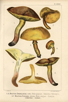 Weeping Gallery: Weeping bolete, Suillus granulatus, and Bovine