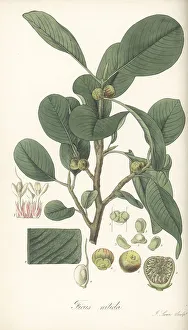 Malabar Prints: Weeping fig, Ficus benjamina
