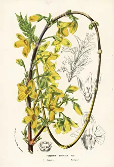 Weeping Gallery: Weeping forsythia or rengyou, Forsythia suspensa