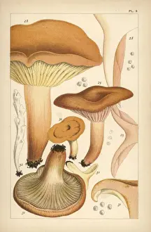Milkcap Prints: Weeping milk cap, mild milk cap, saffron milkcap