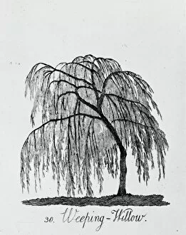 Eudicot Collection: Weeping Willow