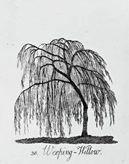 Weeping Gallery: Weeping Willow