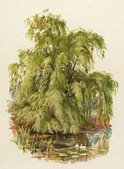 Images Dated 9th March 2012: Weeping Willow C1890