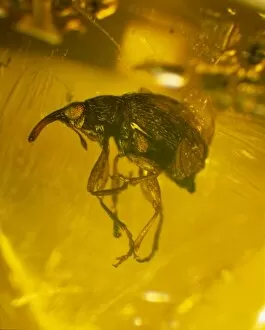 Curculionoidea Gallery: Weevil in amber