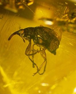 Curculionoidea Gallery: Weevil in amber