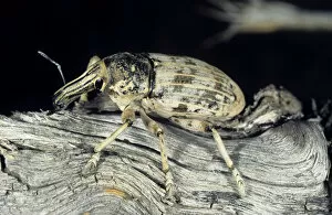 Curculionidae Gallery: Weevil beetle - on dry branch of a Saxaul bush