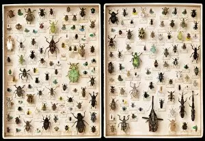Curculionoidea Gallery: Weevil specimens