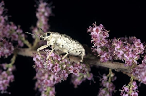 Curculionidae Gallery: Weevil - on Tamarisk (Tamaricaceae sp.) beetle