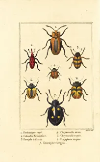 Images Dated 31st March 2020: Weevils and beetles