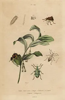 Weevils, bristly millipede and King Solomon s-seal
