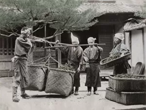 Weighing baskets of tea leaves for sale, Japan