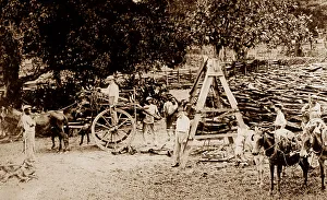 Logs Prints: Weighing logs, St Elizabeth, Jamaica