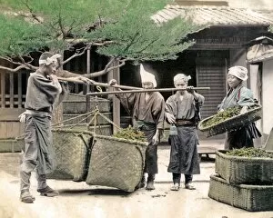 Weighing tea, Japan