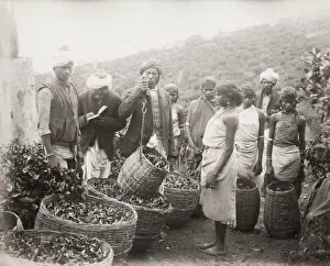 Weighing tea, plantation, Ceylon, Sri Lanka