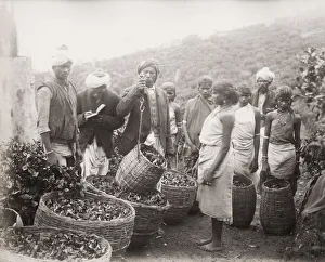 Cropland Prints: Weighing tea, plantation, Ceylon, Sri Lanka