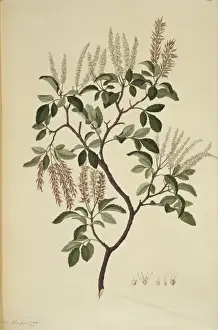 Weinmannia sylvicola, tawhero tree
